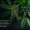 Sacred – The Healing Herb